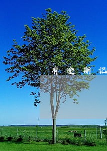 有逾期记录最高逾期金额是零