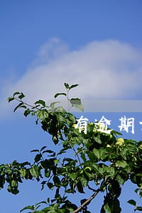 有逾期记录父母做担保 有逾期记录父母做担保