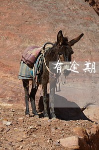 有逾期记录父母担保 有逾期记录父母担保