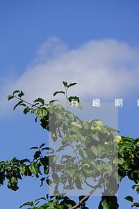 有逾期记录申请什么贷款