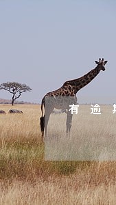 有逾期记录申请信用卡能下卡吗 有逾期记录申请信用卡能下卡吗