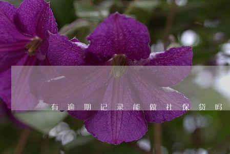 有逾期记录能做社保贷吗 有逾期记录能做社保贷吗
