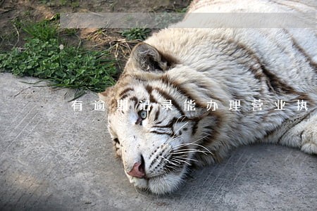 有逾期记录能办理营业执照吗
