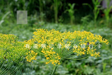 有逾期记录能办银行卡 有逾期记录能办银行卡