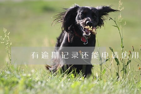 有逾期记录还能申请信用贷吗