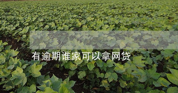 有逾期谁家可以拿网贷 有逾期谁家可以拿网贷