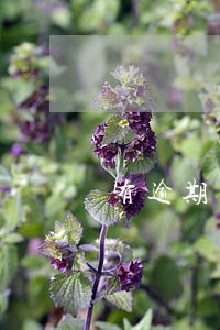 有逾期负债高去哪里贷款 有逾期负债高去哪里贷款