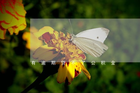 有逾期贷不了公积金 有逾期贷不了公积金