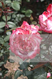 有逾期贷不了公积金怎么办 有逾期贷不了公积金怎么办