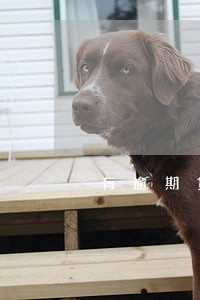 有逾期贷款可以车贷吗 有逾期贷款可以车贷吗