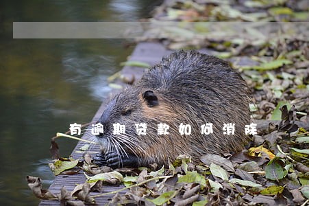 有逾期贷款如何消除 有逾期贷款如何消除