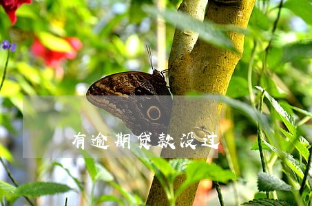 有逾期贷款没过