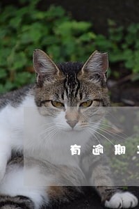 有逾期车抵押绿本 有逾期车抵押绿本