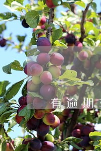 有逾期车贷怎么办 有逾期车贷怎么办