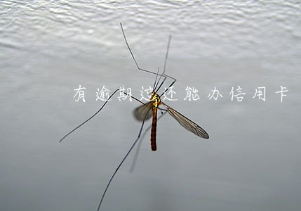 有逾期过还能办信用卡 有逾期过还能办信用卡