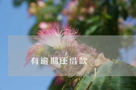 有逾期还借款