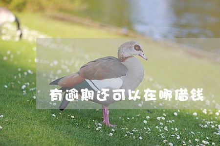有逾期还可以在哪借钱 有逾期还可以在哪借钱