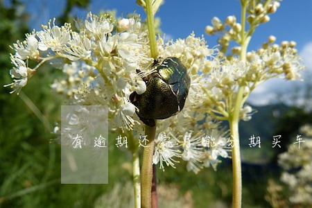 有逾期还完了能分期买车么 有逾期还完了能分期买车么