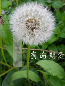 有逾期还有能下款的吗 有逾期还有能下款的吗