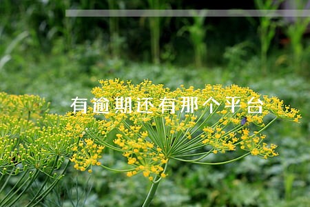 有逾期还有那个平台 有逾期还有那个平台
