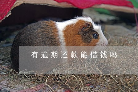 有逾期还款能借钱吗 有逾期还款能借钱吗