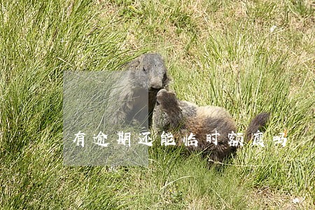 有逾期还能临时额度吗 有逾期还能临时额度吗