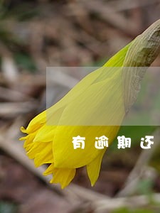 有逾期还能办手机分期吗 有逾期还能办手机分期吗