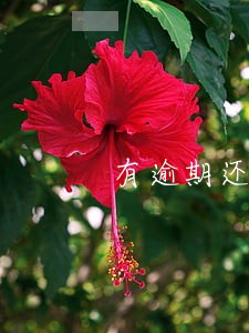 有逾期还能办手机卡吗 有逾期还能办手机卡吗