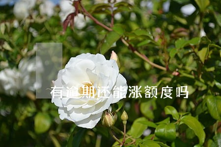 有逾期还能涨额度吗 有逾期还能涨额度吗