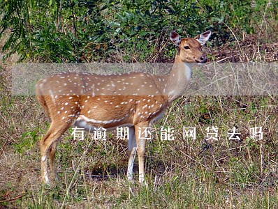 有逾期还能网贷去吗 有逾期还能网贷去吗