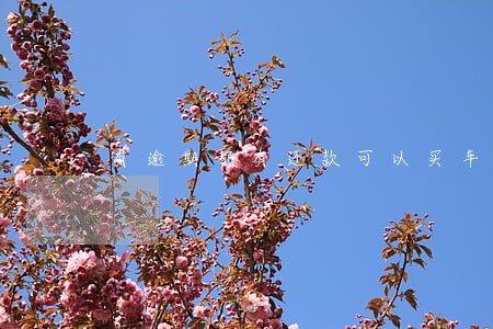 有逾期都有还款可以买车吗
