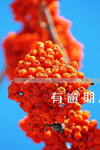 有逾期风控也能下款的app