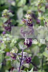 有逾期首付买车 有逾期首付买车