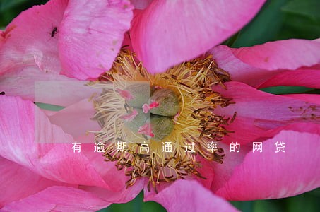 有逾期高通过率的网贷 有逾期高通过率的网贷