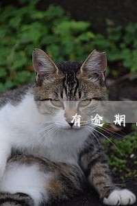 有逾期黑户有下款的口子吗 有逾期黑户有下款的口子吗