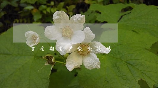 有逾期黑户能贷款吗 有逾期黑户能贷款吗