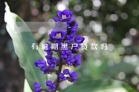 有逾期黑户贷款吗