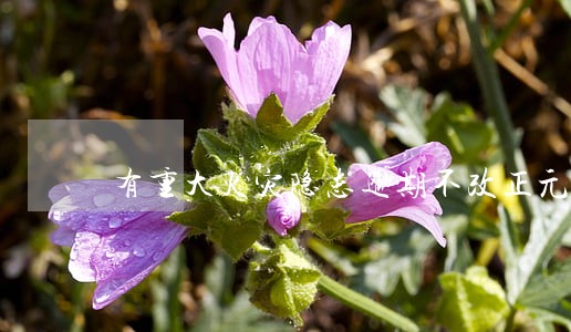 有重大火灾隐患逾期不改正元罚款 有重大火灾隐患逾期不改正元罚款