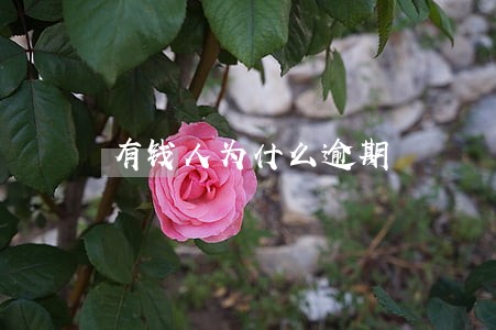 有钱人为什么逾期 有钱人为什么逾期