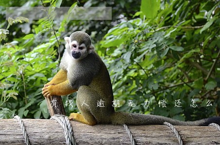 有钱人逾期无力偿还怎么办 有钱人逾期无力偿还怎么办