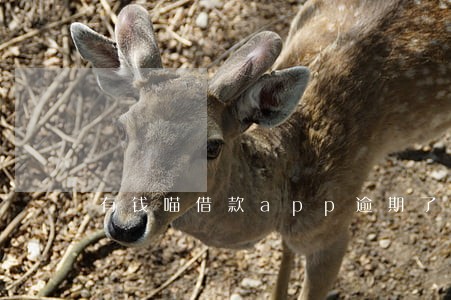有钱喵借款app逾期了 有钱喵借款app逾期了