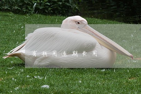 有钱用逾期费用 有钱用逾期费用
