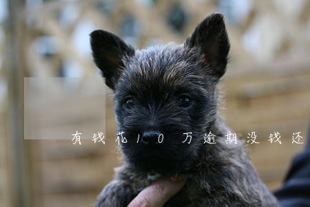 有钱花10万逾期没钱还怎么办 有钱花10万逾期没钱还怎么办