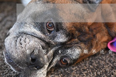 有钱花16万逾期不还会怎么样 有钱花16万逾期不还会怎么样