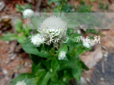 有钱花17万逾期 有钱花17万逾期