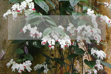 有钱花1万逾期两年要还多少 有钱花1万逾期两年要还多少