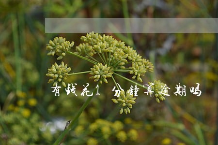 有钱花1分钟算逾期吗 有钱花1分钟算逾期吗