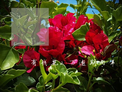 有钱花2万逾期两年 有钱花2万逾期两年