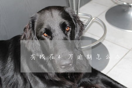 有钱花4万逾期怎么办 有钱花4万逾期怎么办