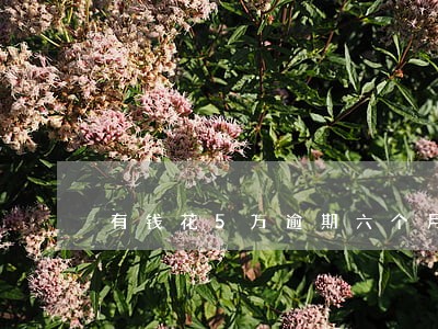 有钱花5万逾期六个月 有钱花5万逾期六个月
